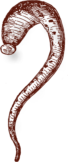 Hirudoherapy Side effect image